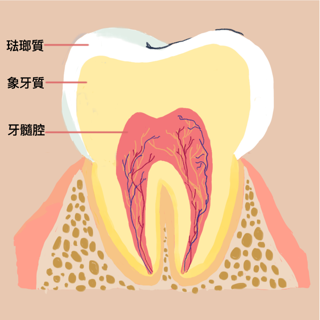 牙齒構造