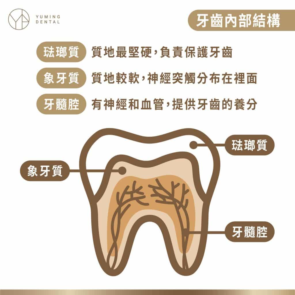 ▲牙齒內部結構解析