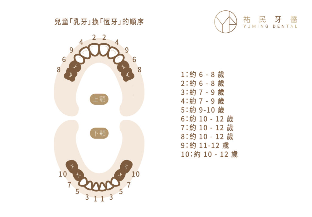 兒童乳牙換恆牙的順序與時間