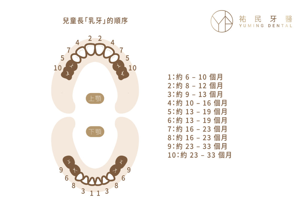 兒童長乳牙的順序與時間