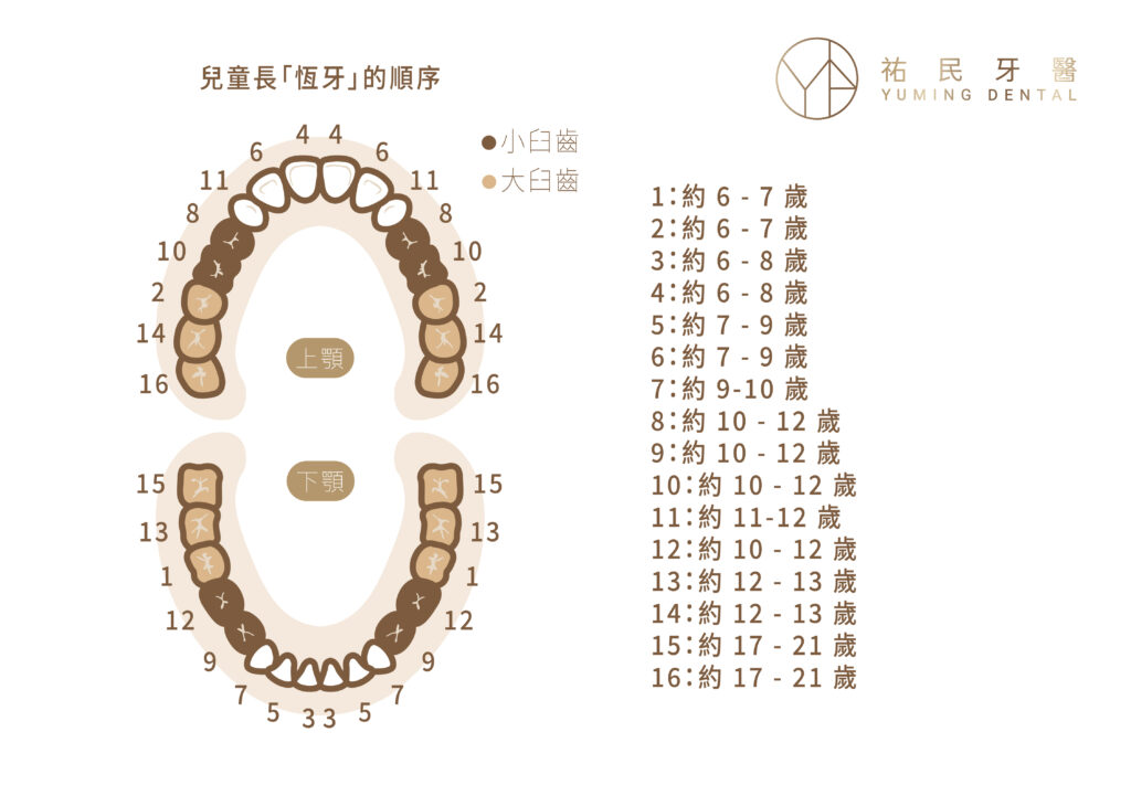 兒童長恆牙的順序與時間